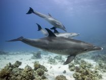 Fotos de delfines mulares