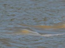 Fotos de los delfines del Amazonas