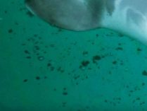 Fotos del delfín fluvial chino