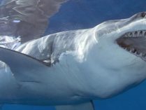 Fotos divertidas de tiburones