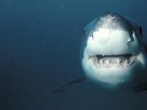 Gran tiburón blanco