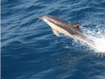 Imágenes de delfines comunes