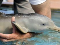 Imágenes de delfines de la Plata