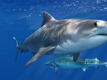 Imágenes de tiburones tigre