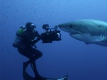 Imagenes de tiburones