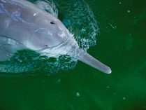 Imágenes del delfín fluvial chino