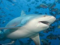 Imagenes divertidas de tiburones