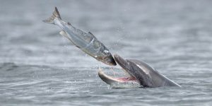 Métodos de caza de los delfines