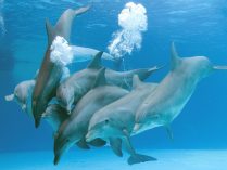 Parto de los delfines