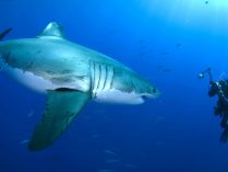 Tiburón blanco con un buceador