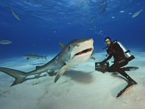 Tiburón tigre con un buceador