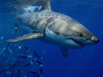 Tiburones blancos