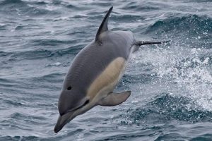 Tipos de delfines